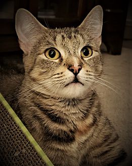 Adopt A Pet Petsmart Charities