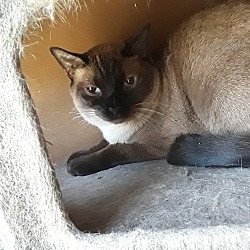 Siamese Kittens For Sale In Pembroke Park Florida Adoptapet Com