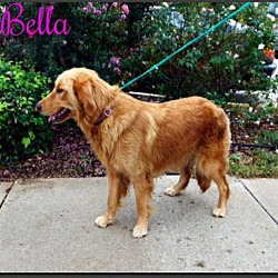 Thumbnail photo of Bella PENDING ADOPTION #2