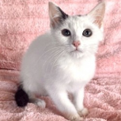 Photo of Cosmo
