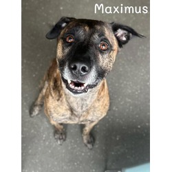 Thumbnail photo of Maximus #1