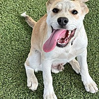 adopt a pet