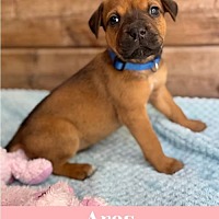 adopt a pet