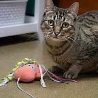 adopt a pet