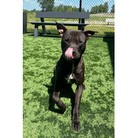 adopt-pet