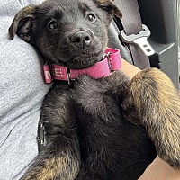 adopt-pet