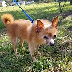 pet store next to me