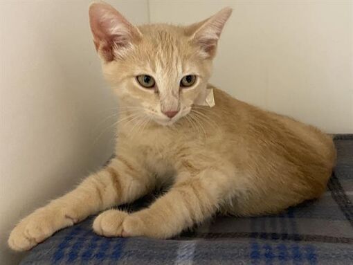 Milwaukee, WI - Domestic Shorthair. Meet TODD a Pet for Adoption ...