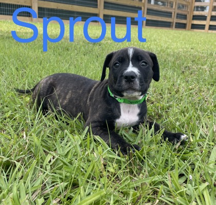 Thumbnail photo of SPROUT #1