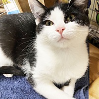 adopt a pet