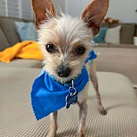 adopt a pet