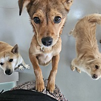 adopt a pet