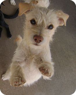 Pahrump Nv Norfolk Terrier Meet Oliver A Pet For Adoption