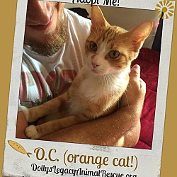 Thumbnail photo of O.C. (orange cat!) #2