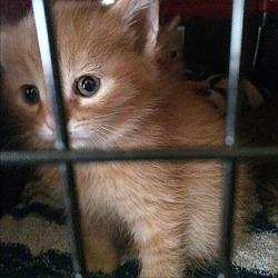 Thumbnail photo of Orange Kittens #3