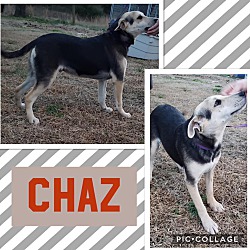 Thumbnail photo of Chaz #2