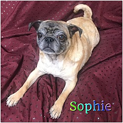 Thumbnail photo of Sophie #1