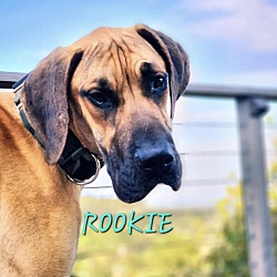 Thumbnail photo of Rookie #1