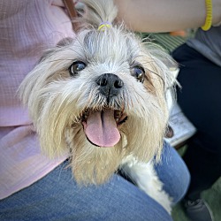 Smart Shih Tzu Hank: 4lb 4oz Purebred Puppy