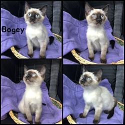 Photo of Bogey