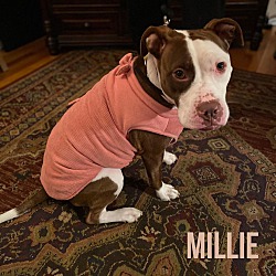 Thumbnail photo of Millie #3