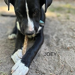 Thumbnail photo of Joey - Tiny Terrier Litter #1