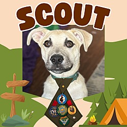 Photo of Scout