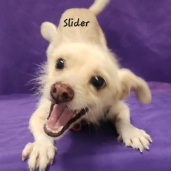 Thumbnail photo of Slider #1