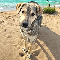 adopt a pet