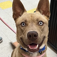 adopt a pet