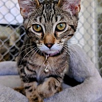 adopt-pet