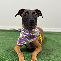 adopt a pet