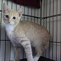 adopt-pet