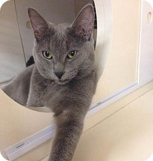 Newport Beach Ca Russian Blue Meet A Pet For Adoption