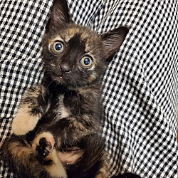 Thumbnail photo of Tortie #2
