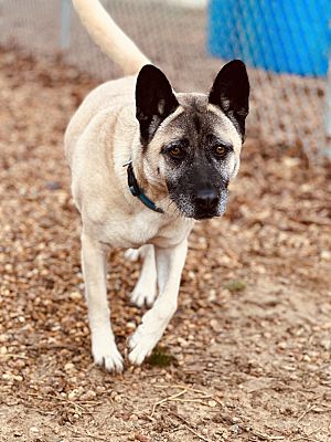 Guntersville, AL - Norwegian Elkhound/Akita. Meet Sandy a Pet for