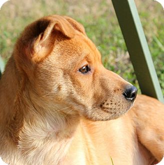 Houston Tx Shar Pei Meet Handsome A Pet For Adoption