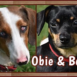 Thumbnail photo of Bell & Obie in TN #1