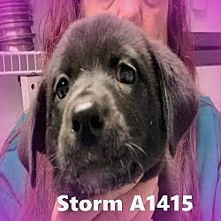 Thumbnail photo of Storm A1415 #2