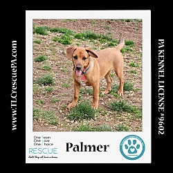 Thumbnail photo of Palmer (The Police Pups) 030224 #4