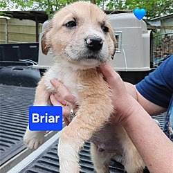 Photo of (pending) Briar - 11 week old male lab mix