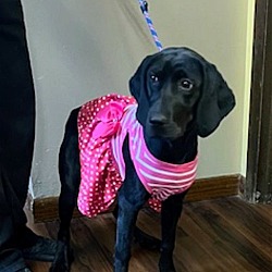 Thumbnail photo of Female black lab mixes #2