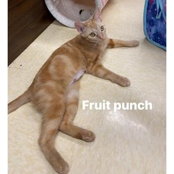 Thumbnail photo of Fruit Punch #2