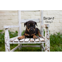 Photo of Brant