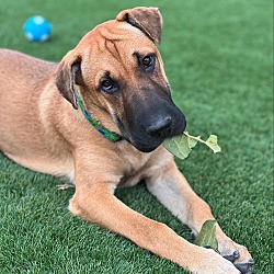 bonded pet photo