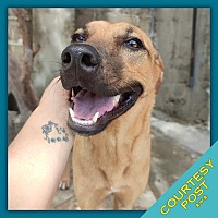 adopt a pet