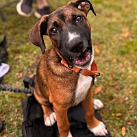 adopt a pet
