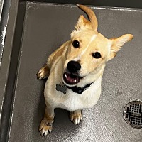 adopt a pet