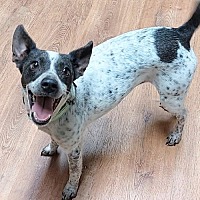 adopt a pet