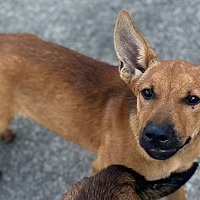 adopt a pet